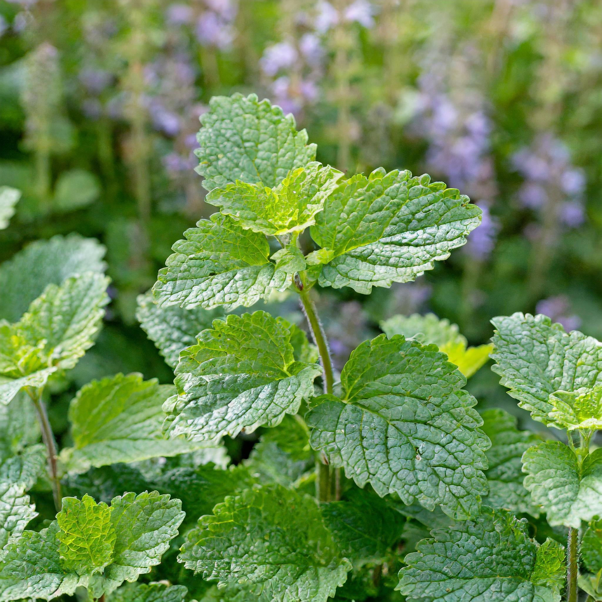 Lemon Balm