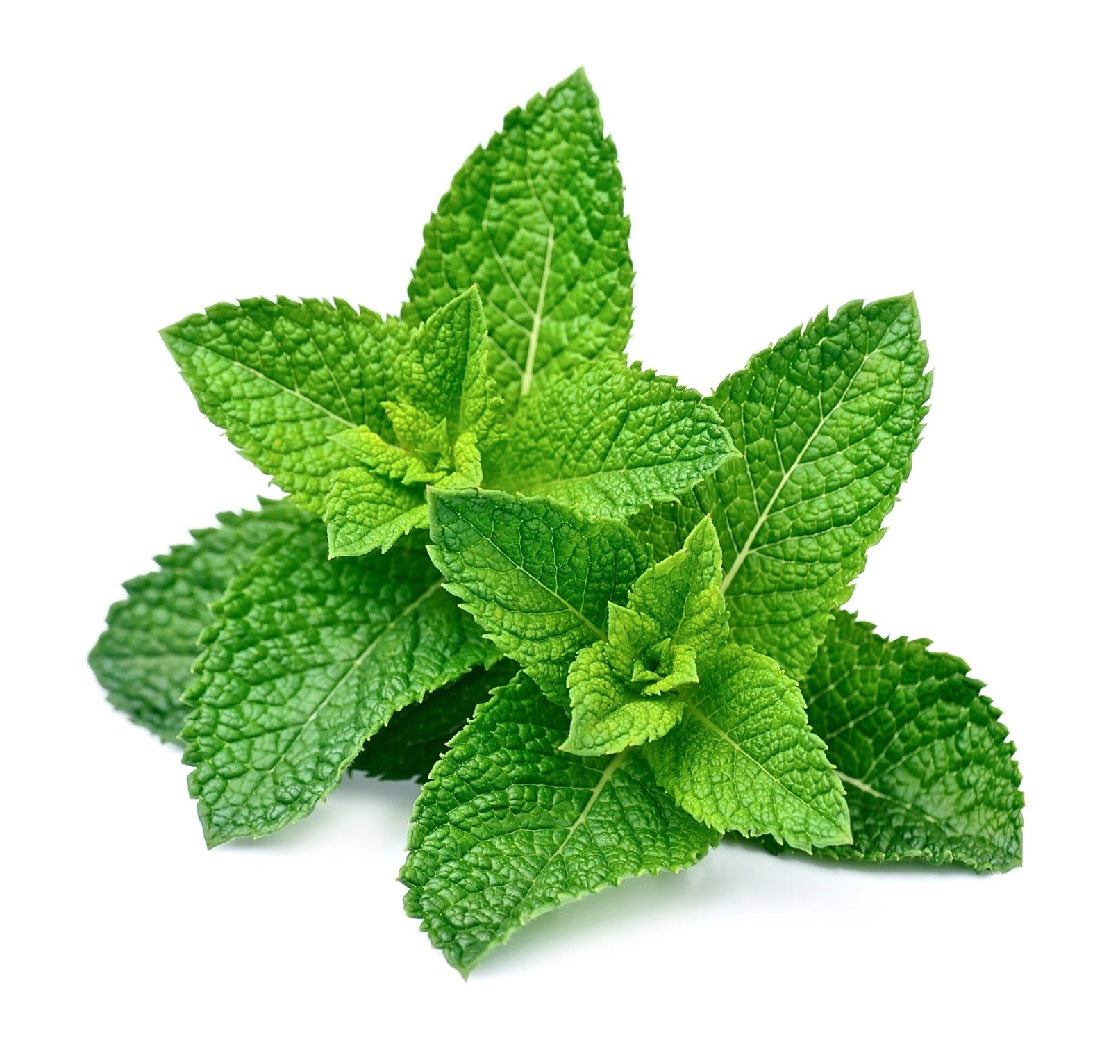 Mojito Mint