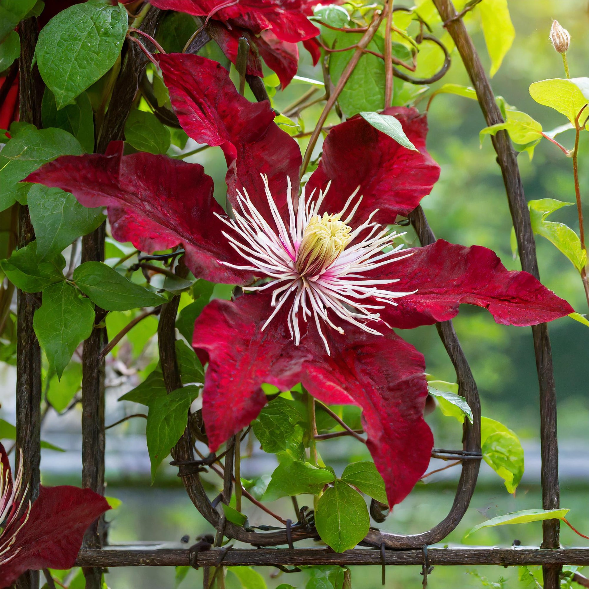 Niobe Clematis