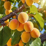 Harglow Apricot