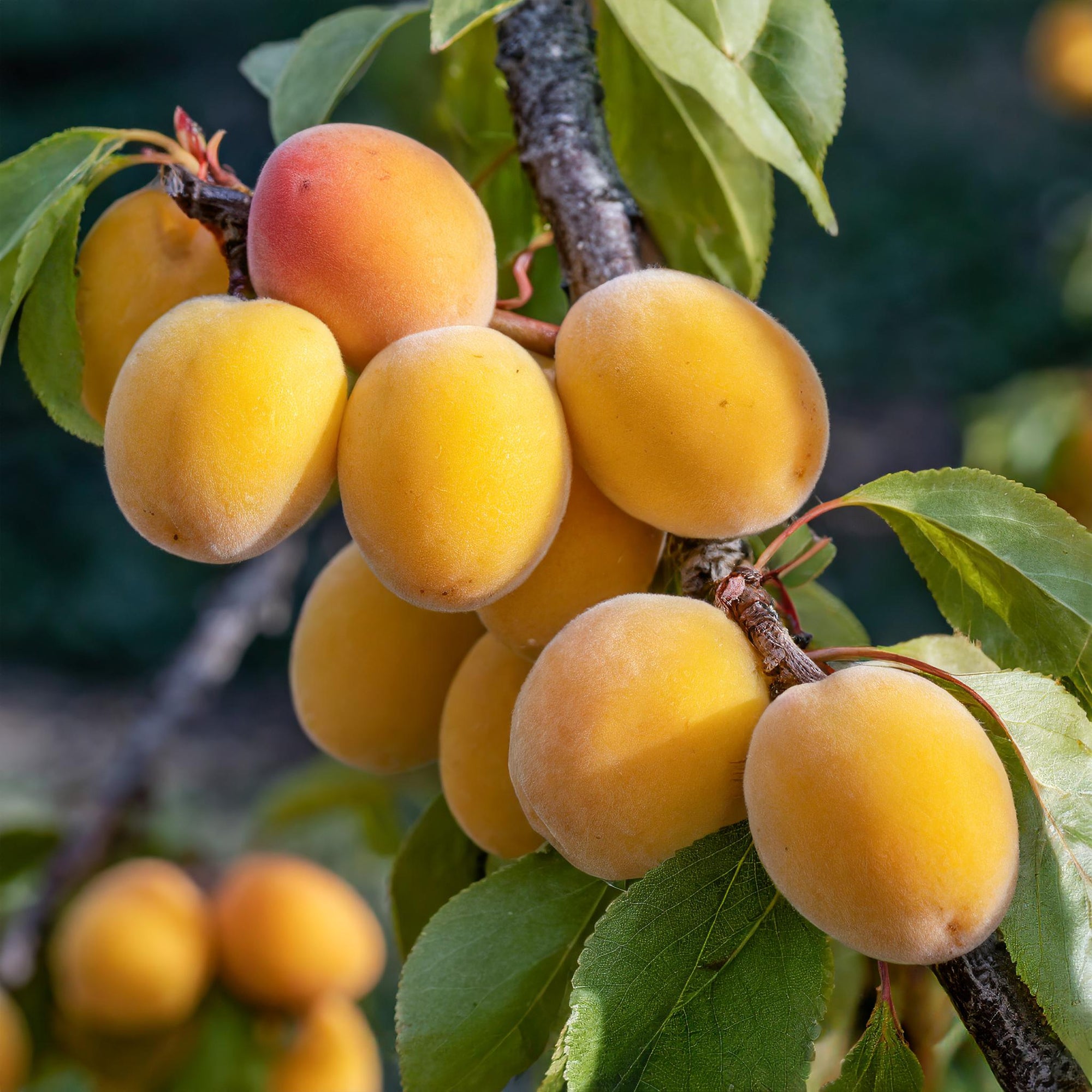 Puget Gold Apricot