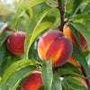 Hardired Nectarine