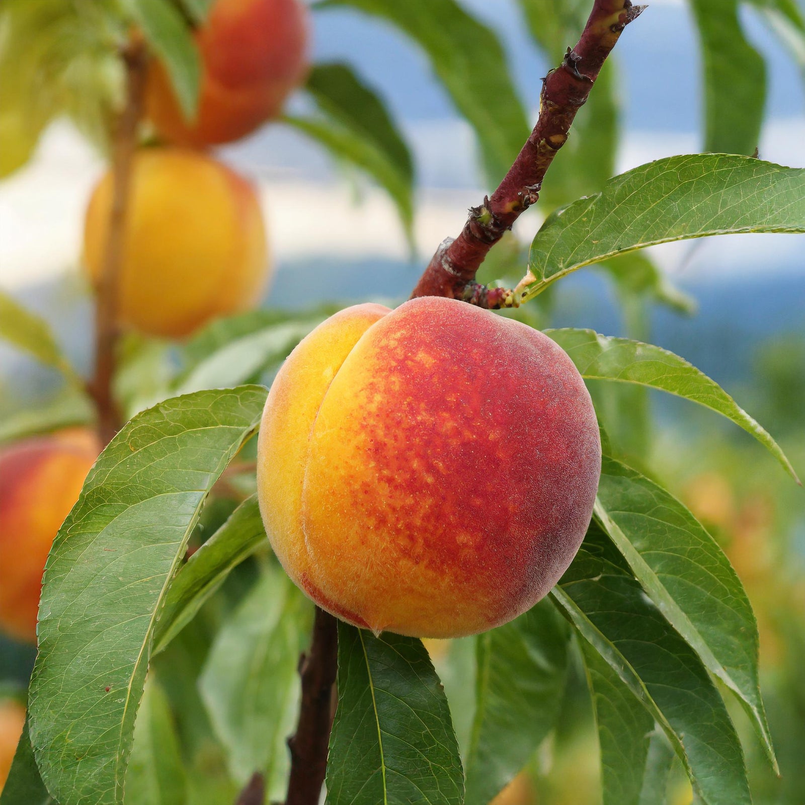 Flavortop Nectarine