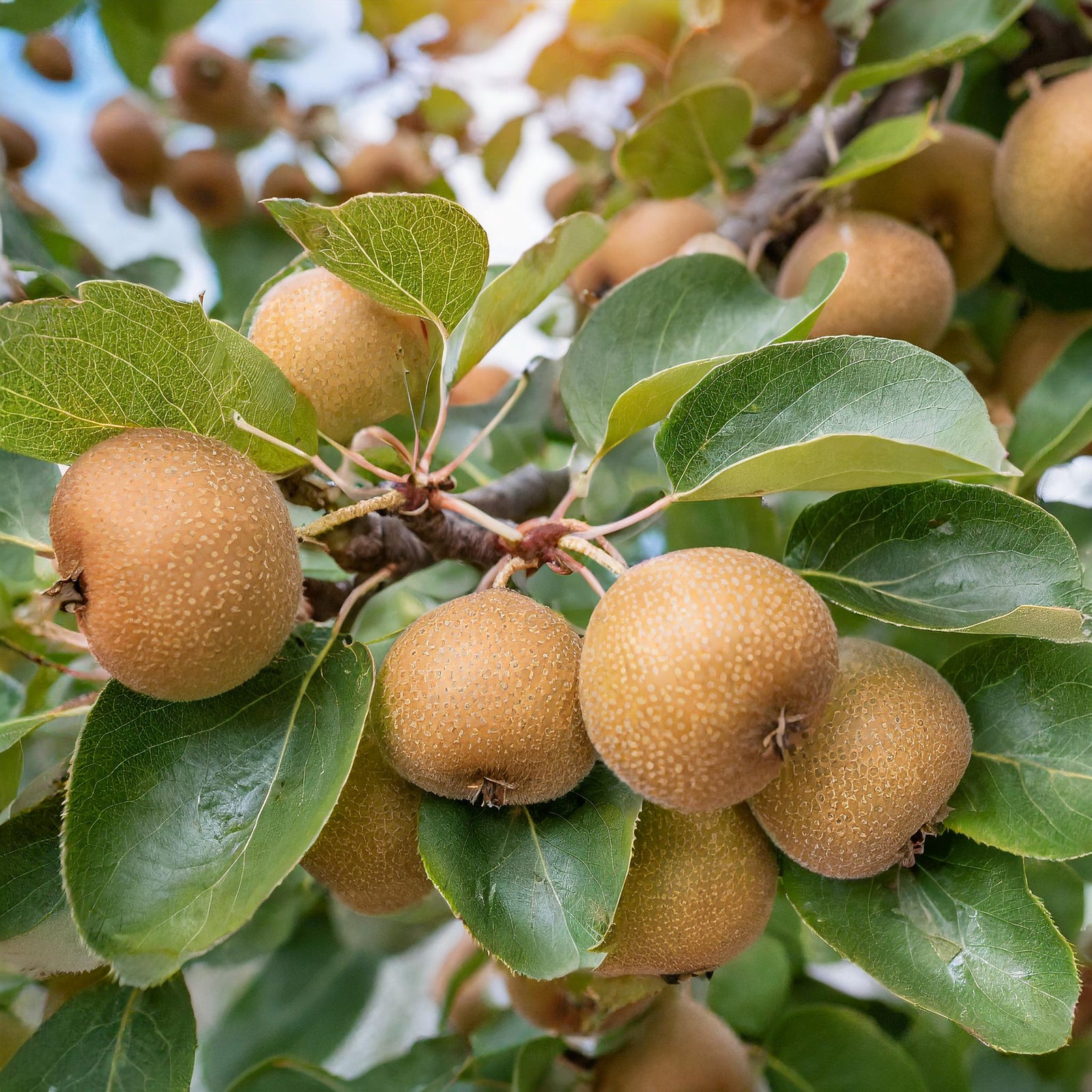 20th Century Pear