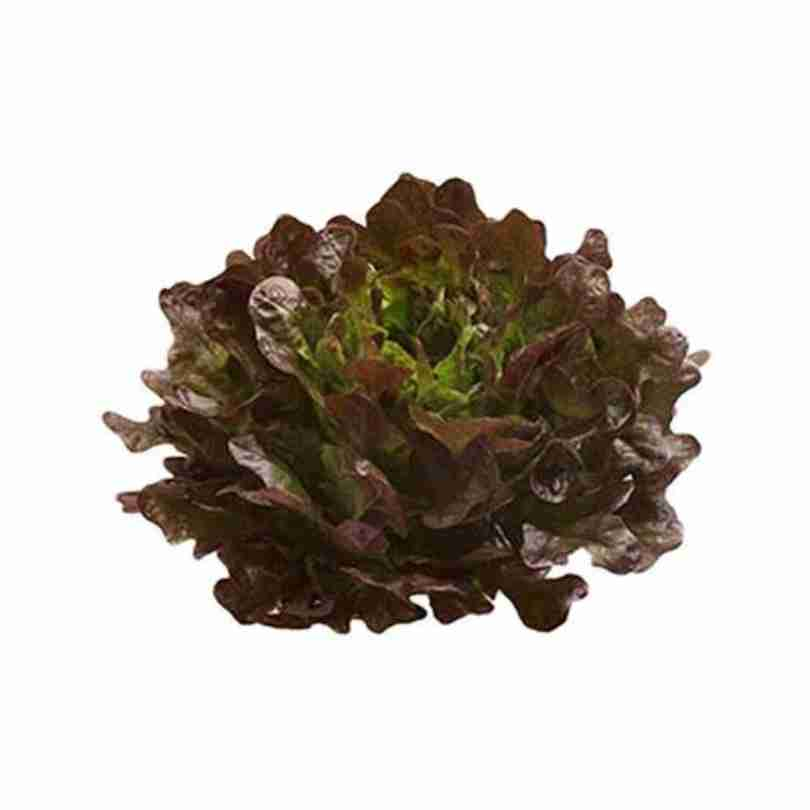 Salanova® Oak Red Lettuce