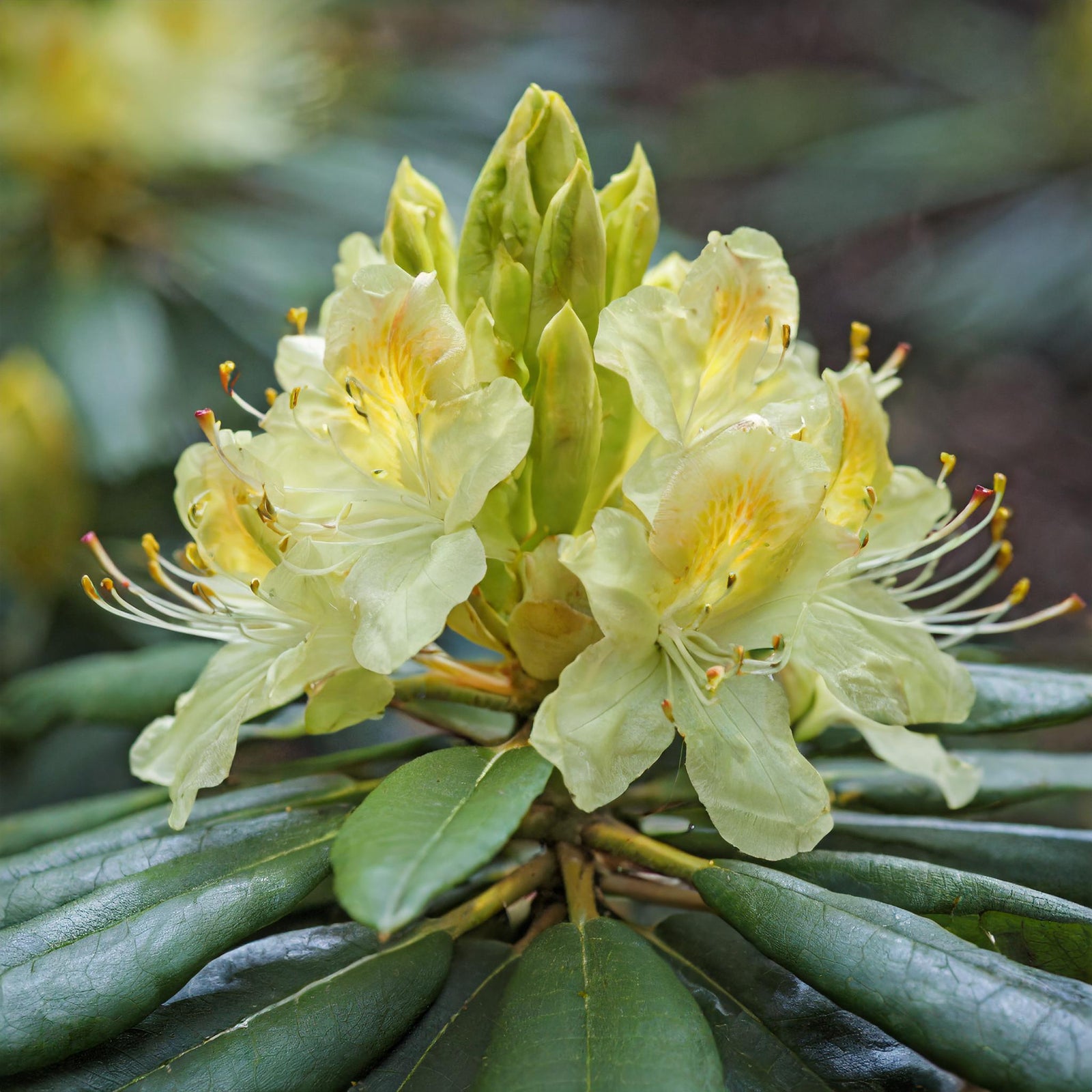 Capistrano Rhododendron