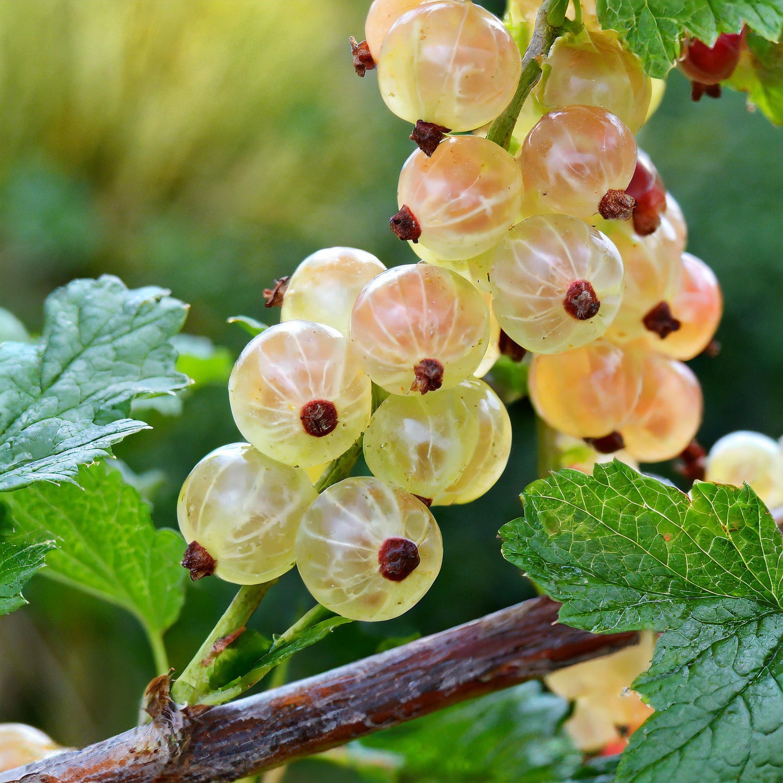 White Pearl Currant