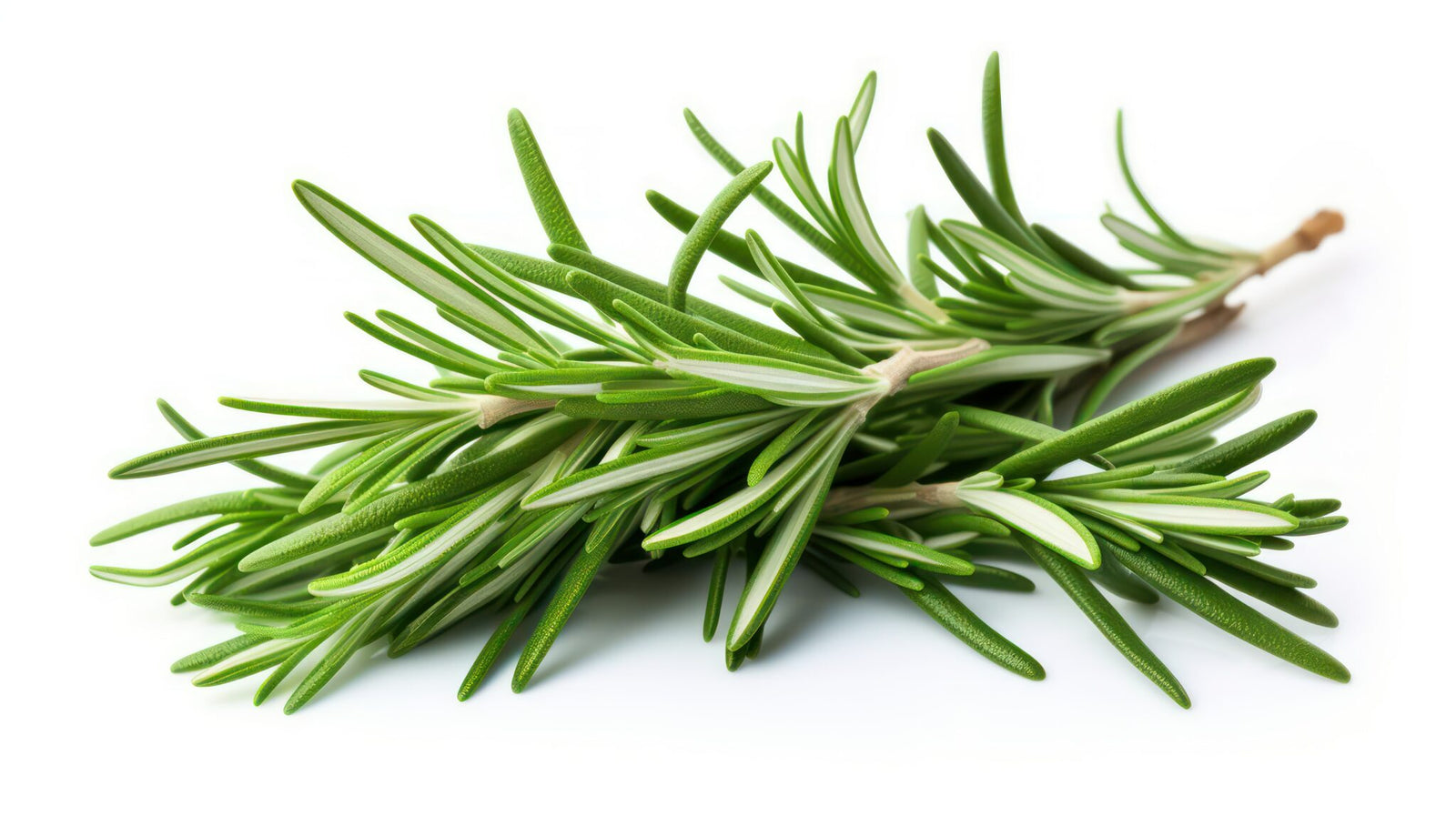 Rosemary