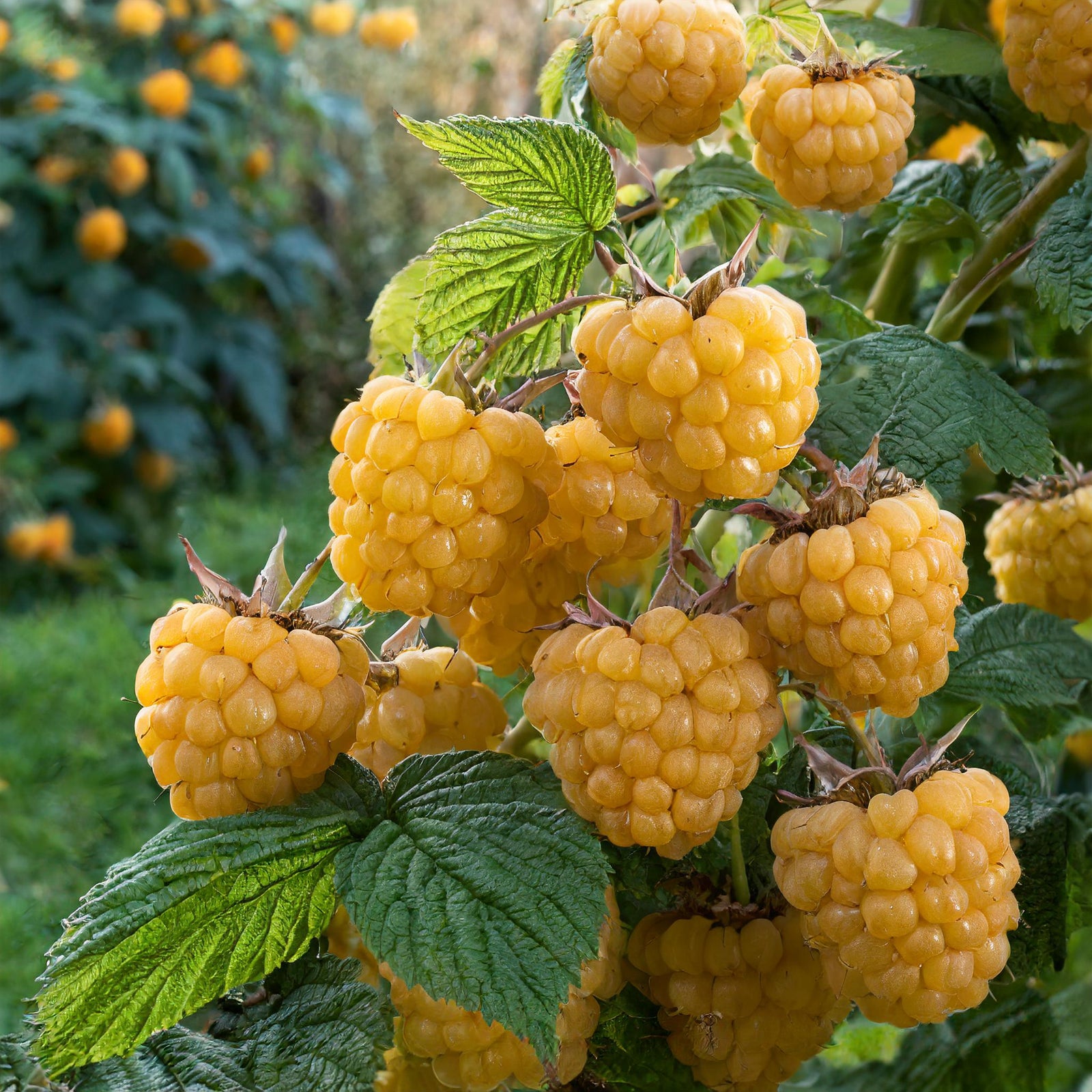 Fallgold Raspberry