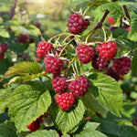 Meeker Raspberry