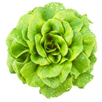 Salanova® Butterhead Green Lettuce