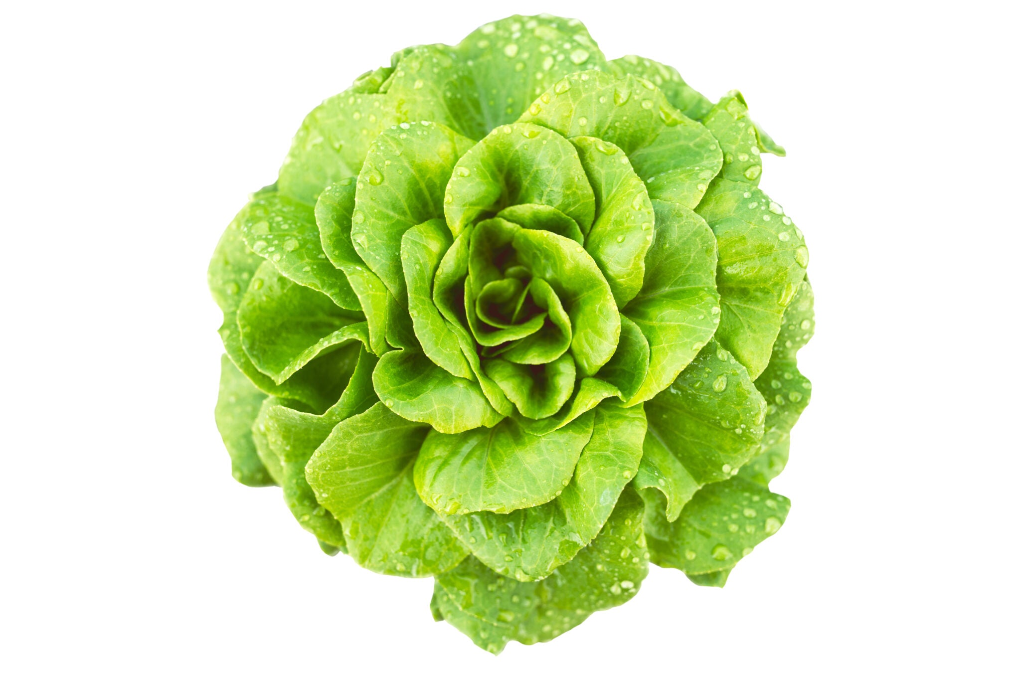 Salanova® Butterhead Green Lettuce