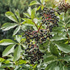 Scotia Elderberry