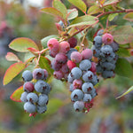 Northline Saskatoon Berry