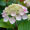 Pink Japanese Hydrangea