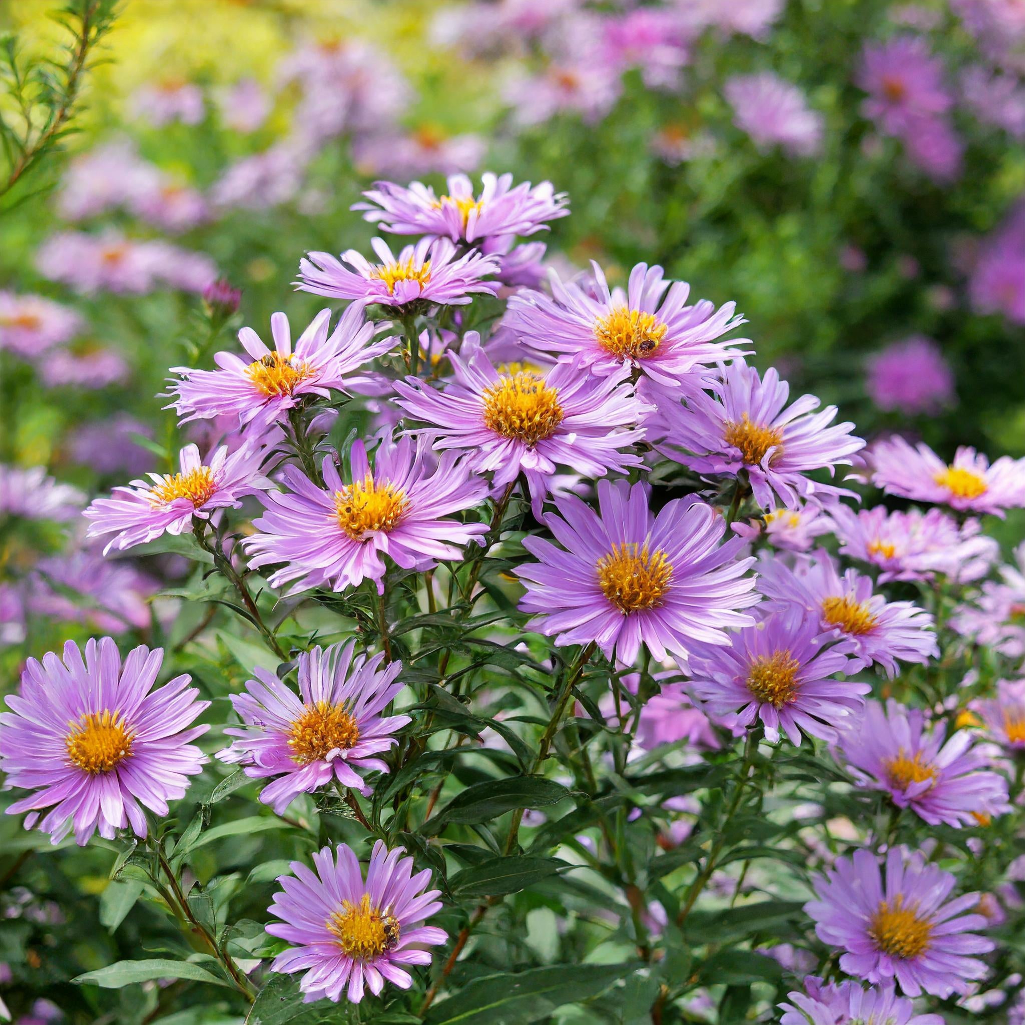 Aromatic Aster