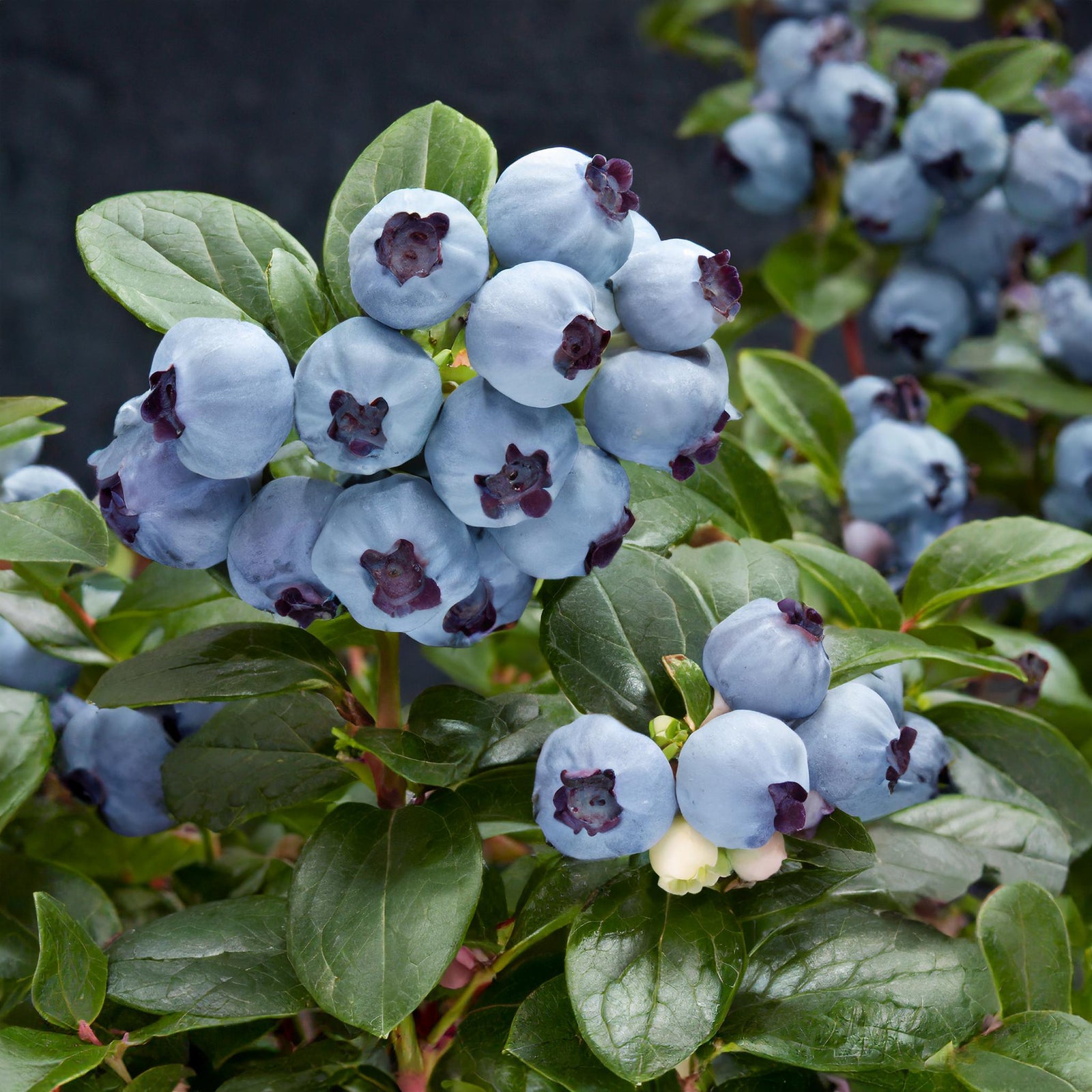 Mini Blues Blueberry