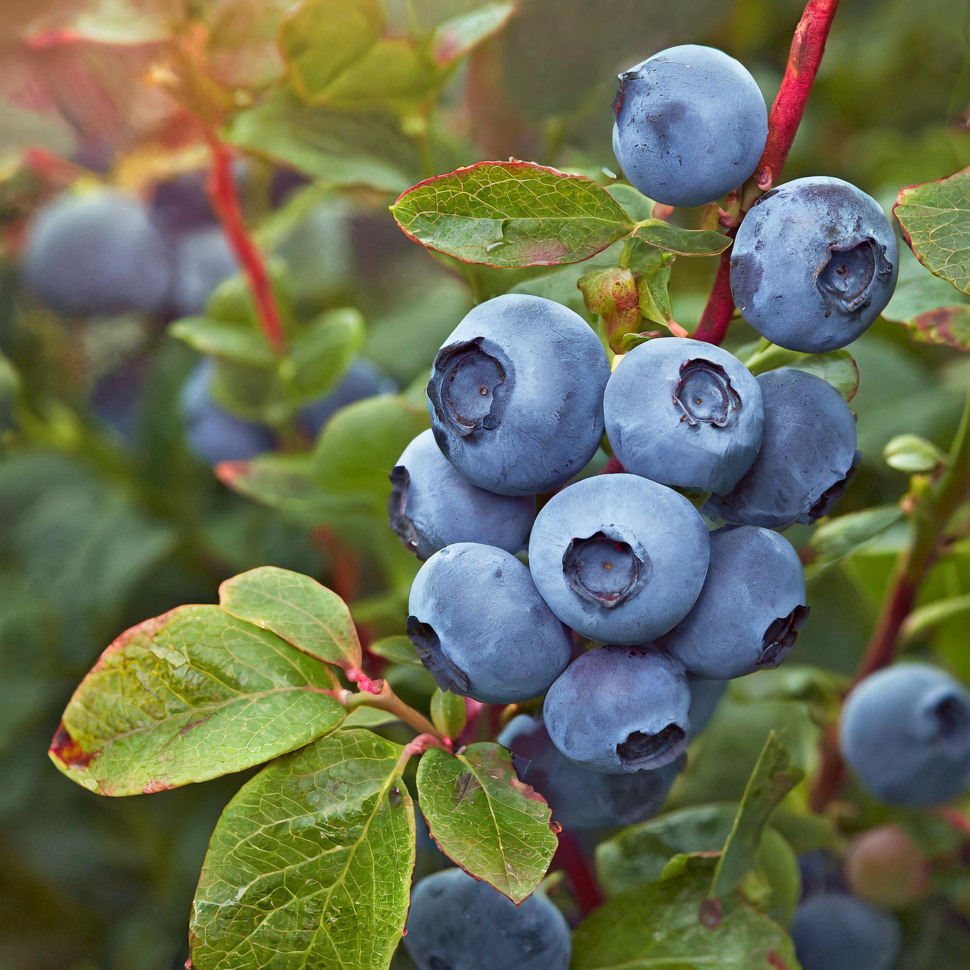 Northsky Blueberry