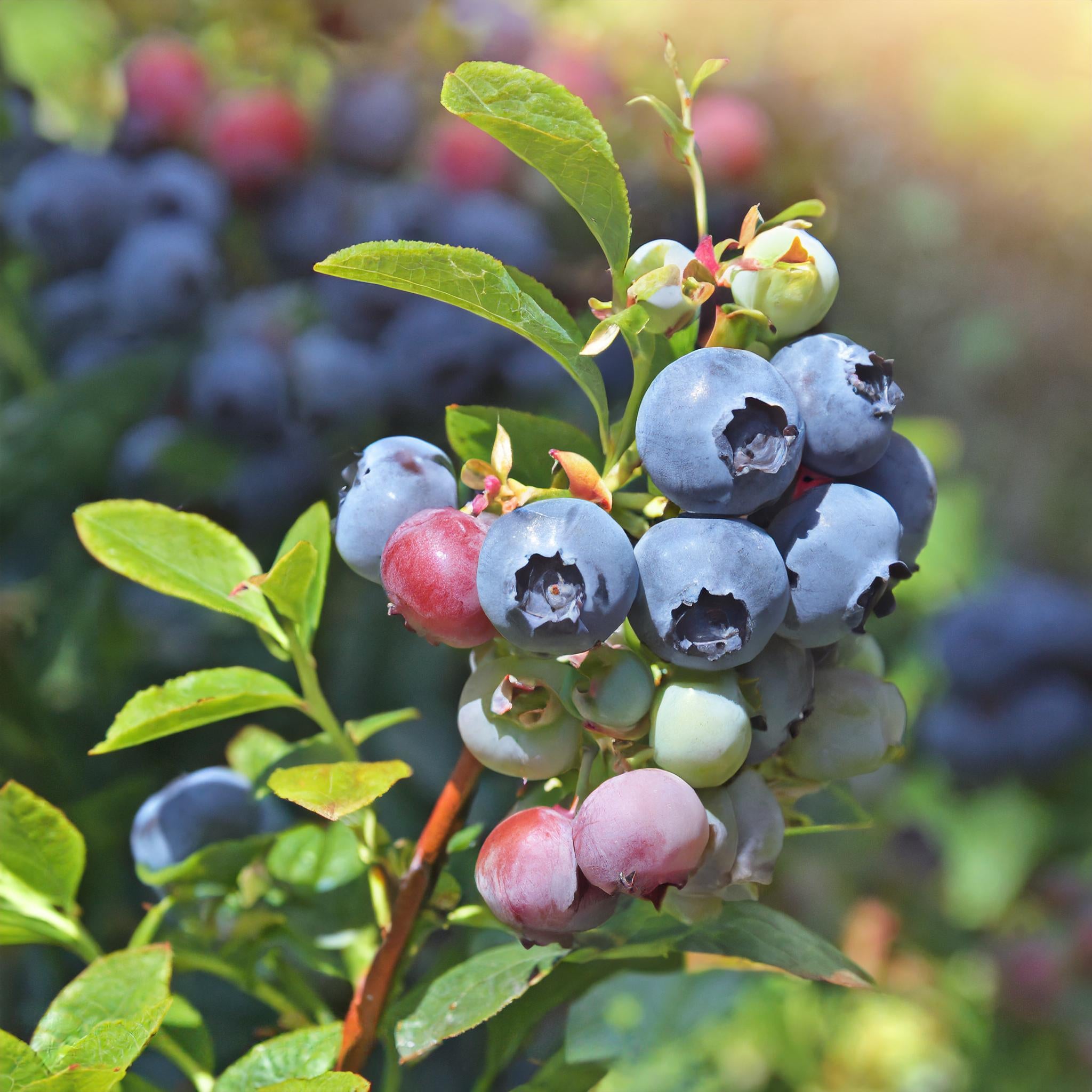 Top Hat Blueberry