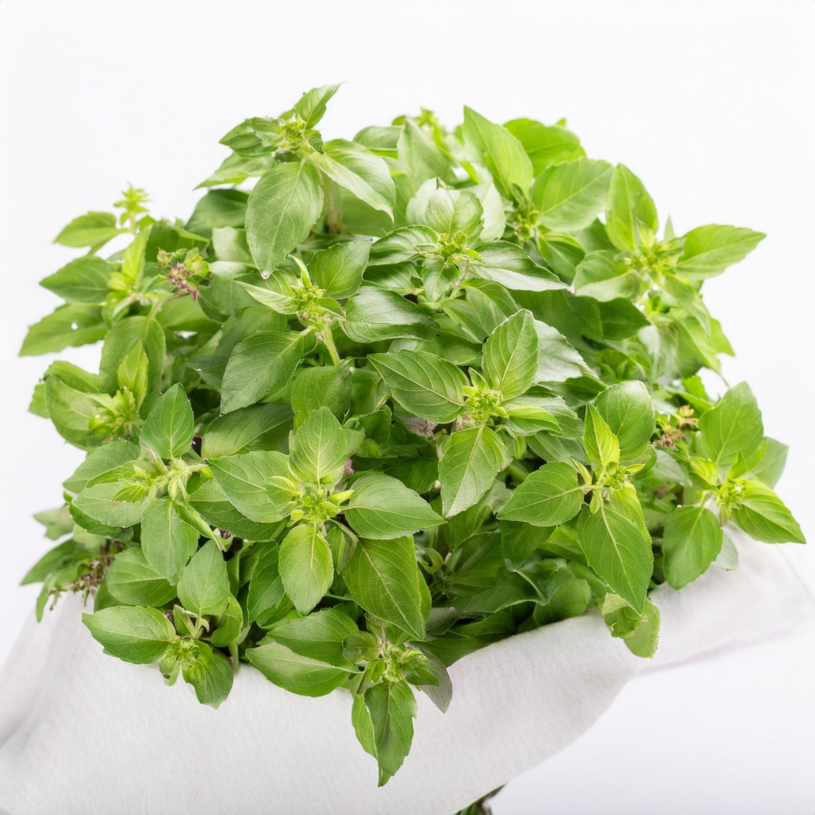 Bush Basil