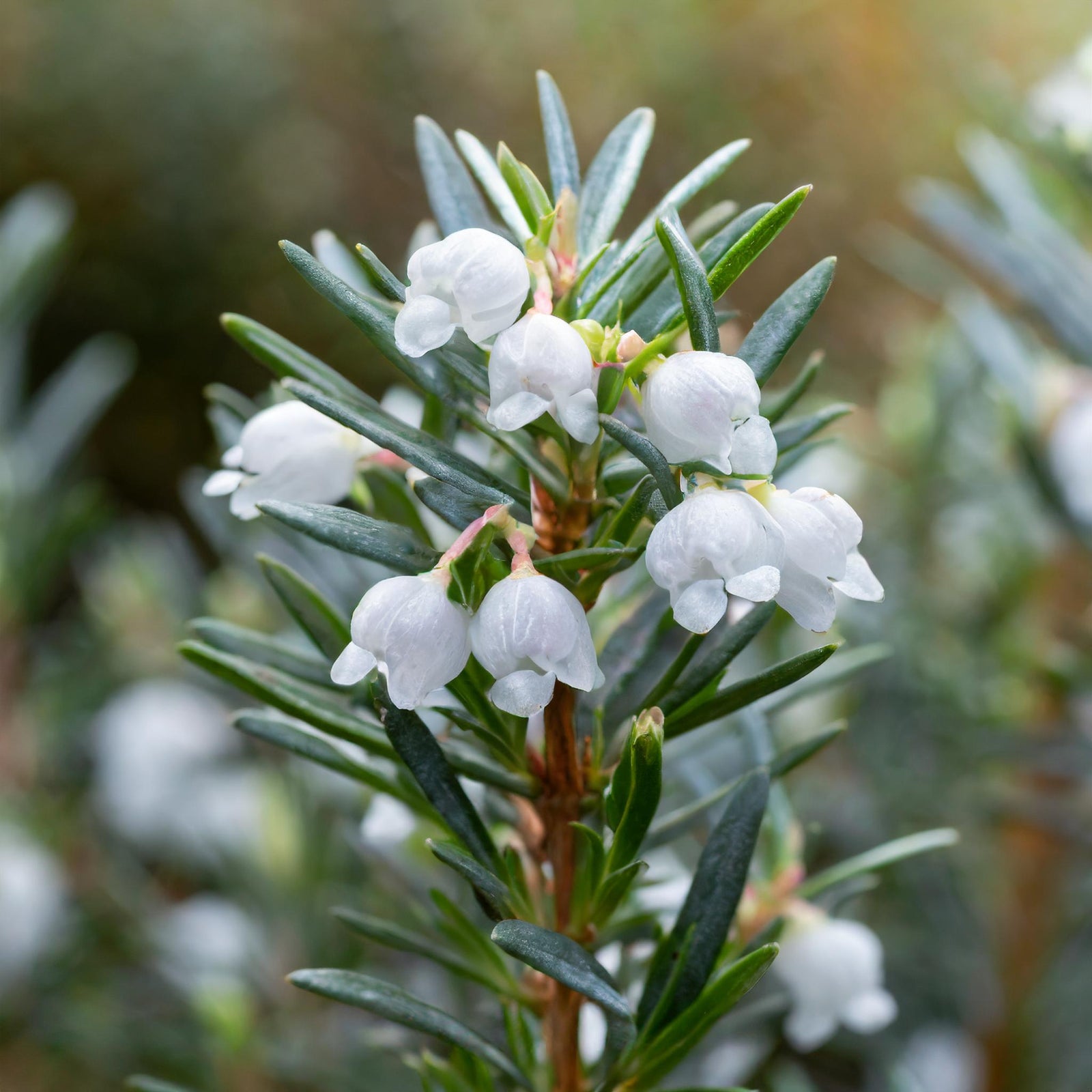 Bergy Bit® Bog Rosemary