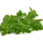 Italian Oregano