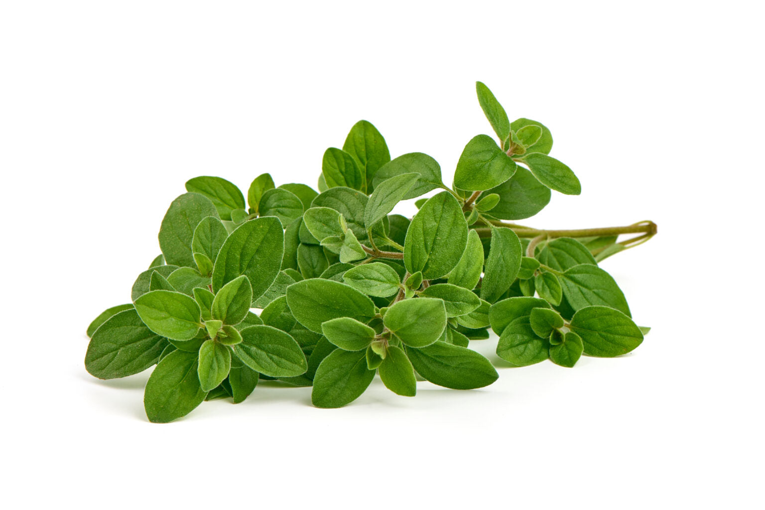 Italian Oregano