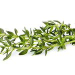 Thyme